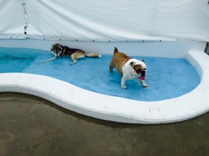 10514657_619844131489284_5472610045309866100_n[1]